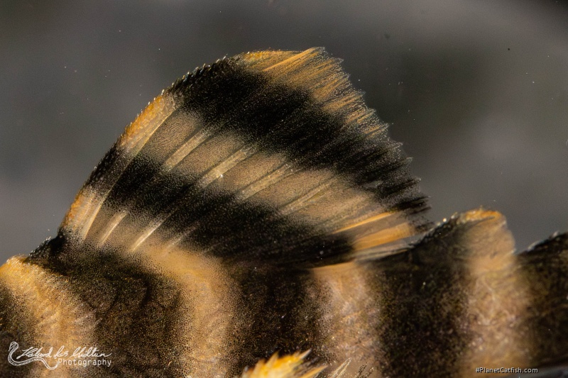 Peckoltia sp. (L080)