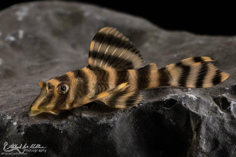 Peckoltia sp. (L080)