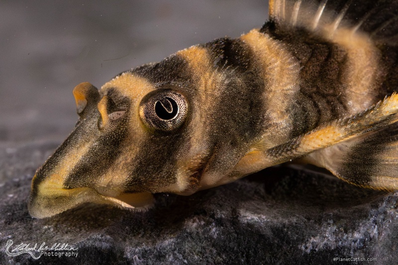 Peckoltia sp. (L080)