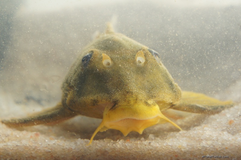 Peckoltia sp. (L140)