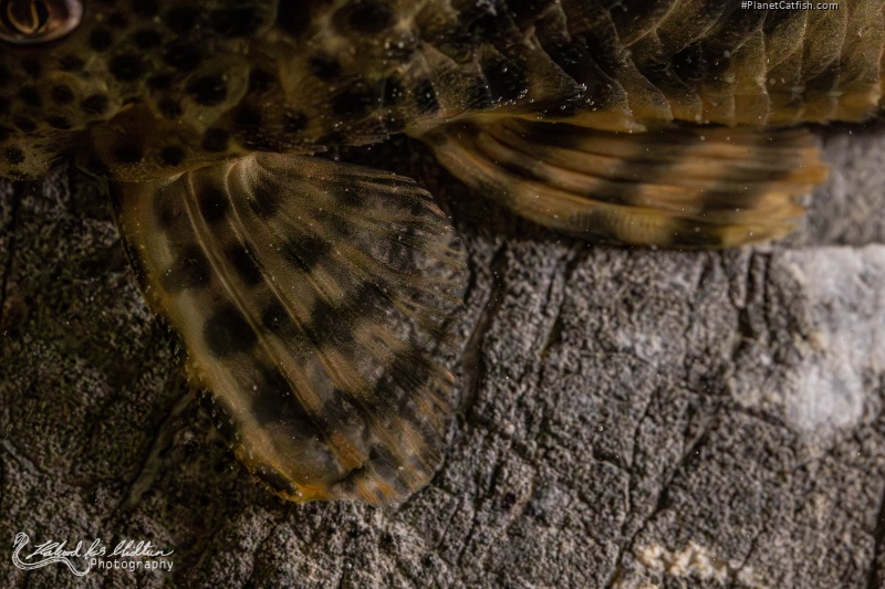 Peckoltia sp. (L205)