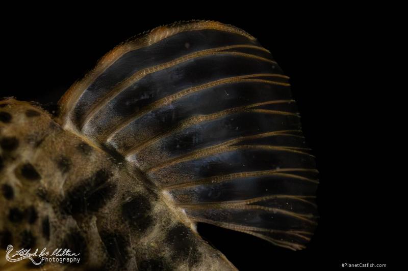 Peckoltia sp. (L205)