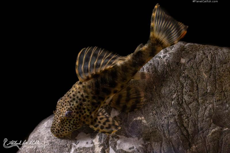 Peckoltia sp. (L205)