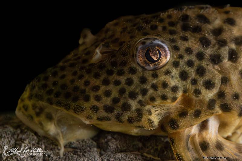 Peckoltia sp. (L205)