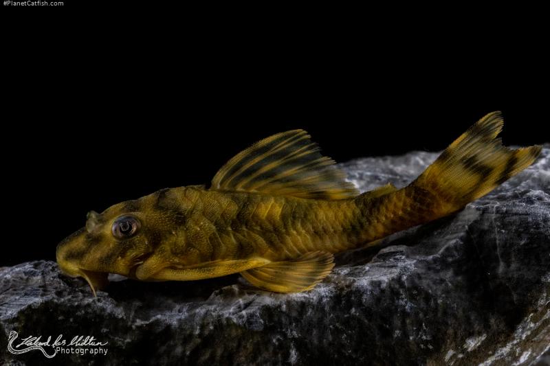 Peckoltia sp. (L209)