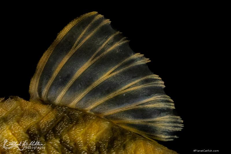 Peckoltia sp. (L209)