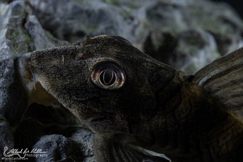 Peckoltia sp. (L265)