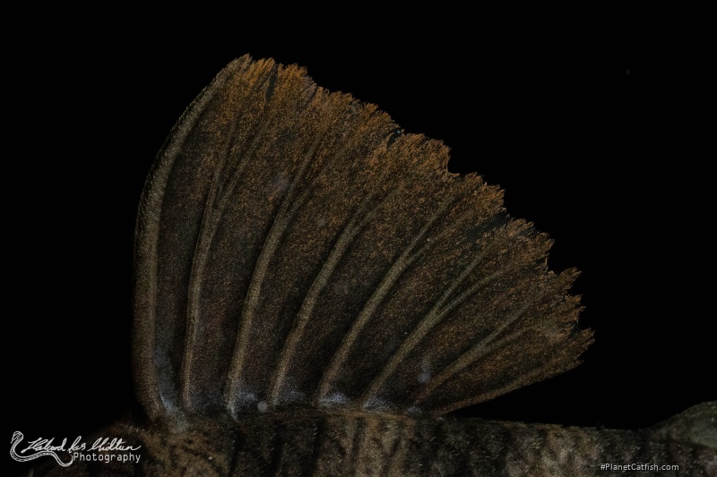 Peckoltia sp. (L265)