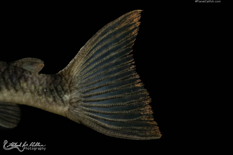 Peckoltia sp. (L265)