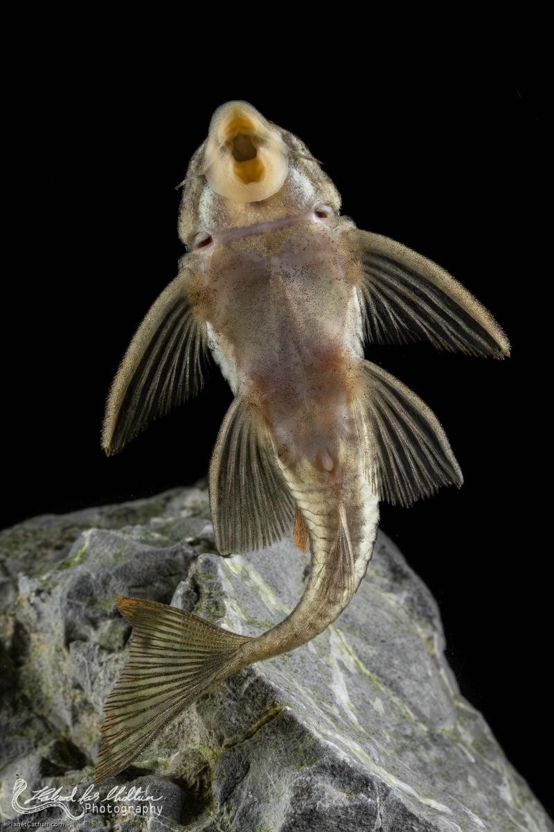 Peckoltia sp. (L265)