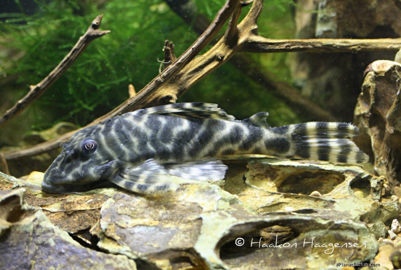 Peckoltia sp. (L377)