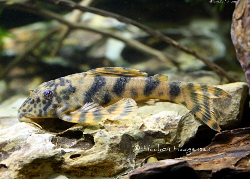 Peckoltia sp. (L451)