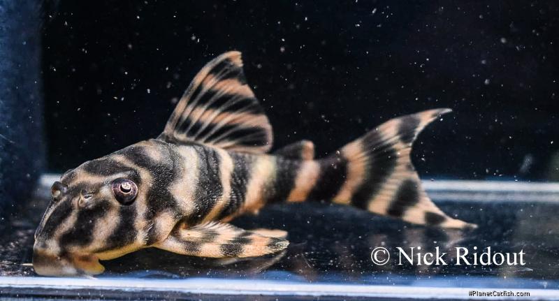 Peckoltia sp. `RIO NEGRO II`