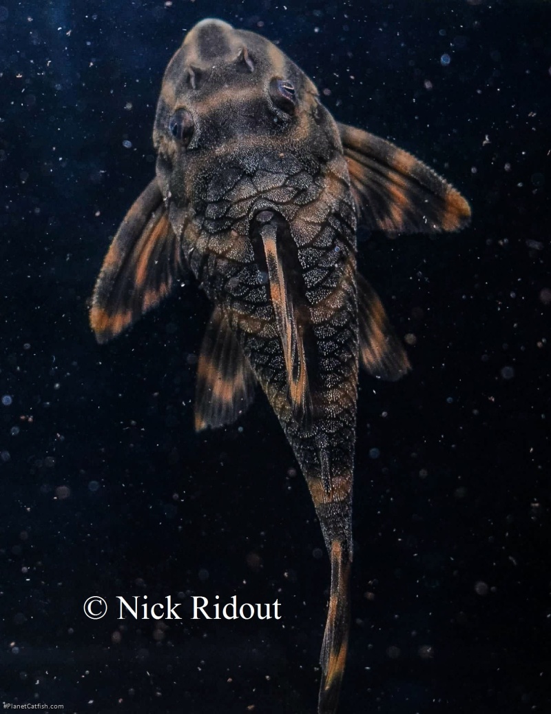 Peckoltia sp. `RIO NEGRO II`