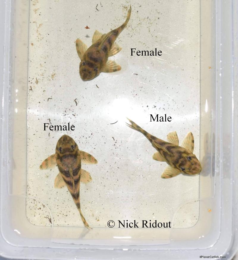 Peckoltia sp. `RIO NEGRO II`