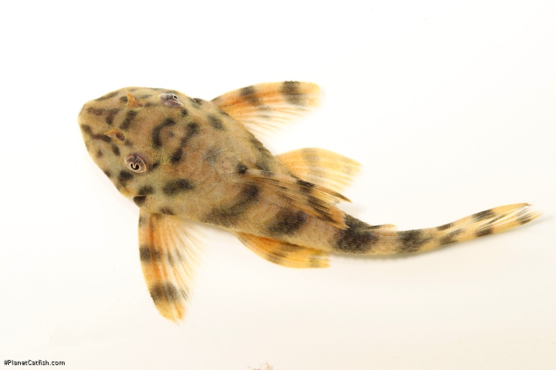 Peckoltia sp. `RIO SAN JULIAN`