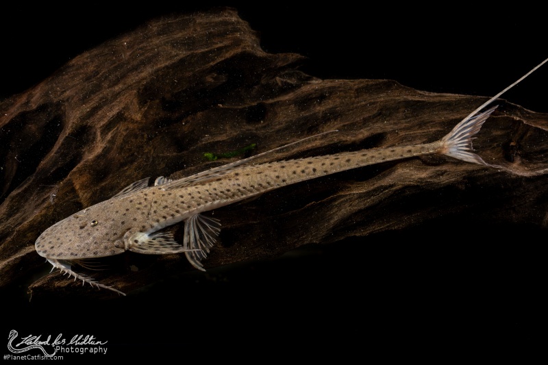 Planiloricaria cryptodon