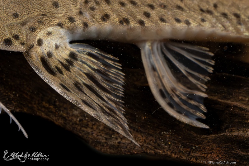 Planiloricaria cryptodon