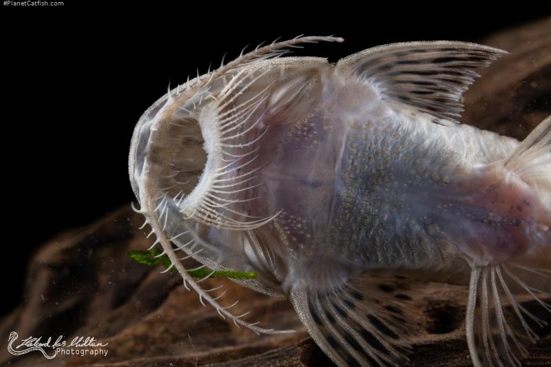 Planiloricaria cryptodon