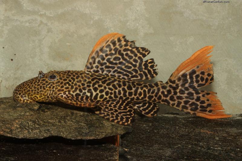 Pseudacanthicus cf. leopardus