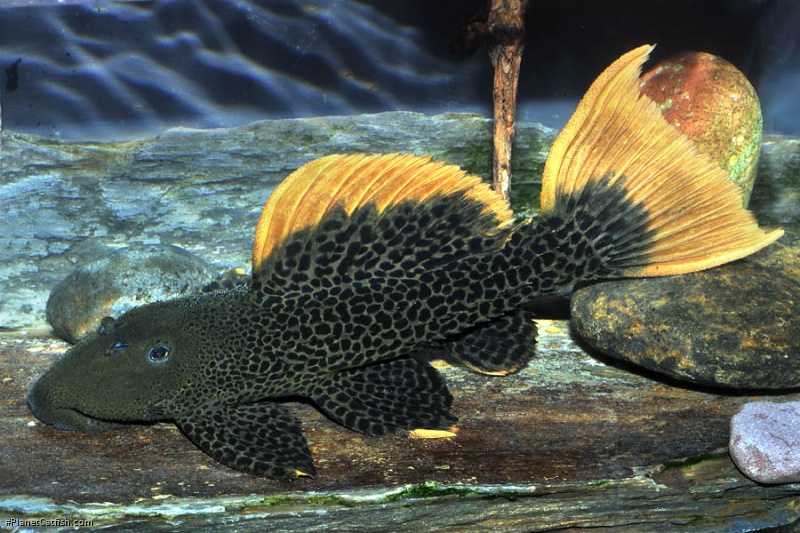 Leopard Cactus Pleco, "l600", Leopard Kaktussugemalle. 