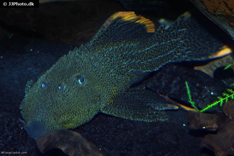 Pseudacanthicus leopardus