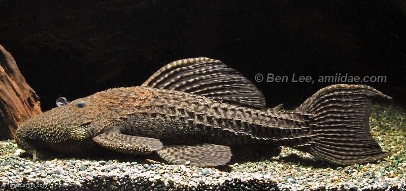 Pseudacanthicus nyktos