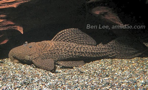 Pseudacanthicus nyktos