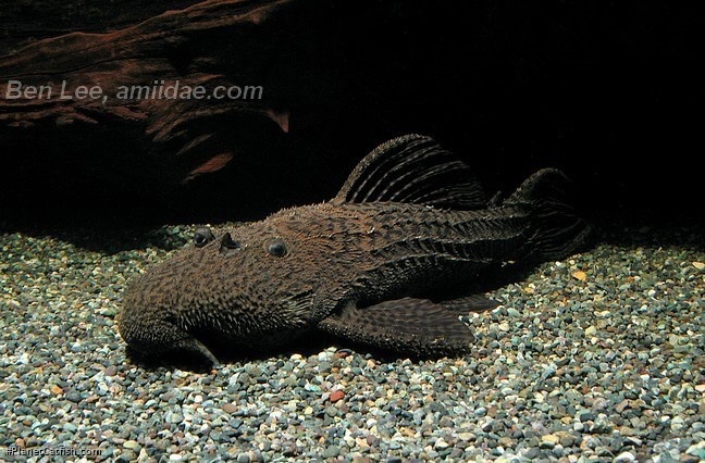Pseudacanthicus nyktos