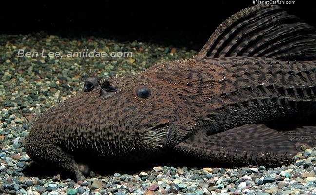Pseudacanthicus nyktos