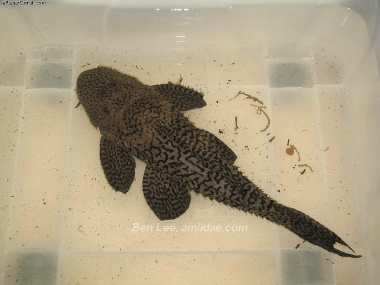 Pseudacanthicus nyktos