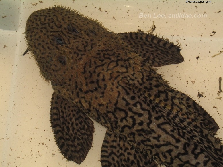 Pseudacanthicus nyktos