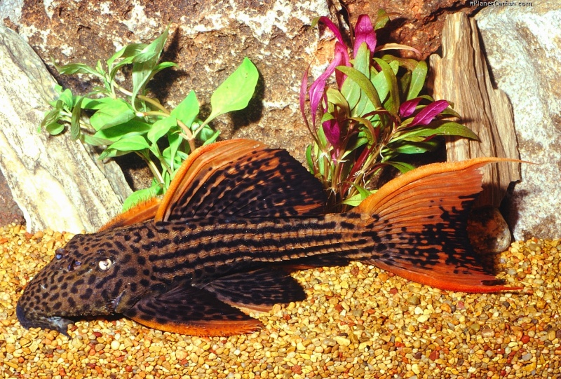 Pseudacanthicus pirarara