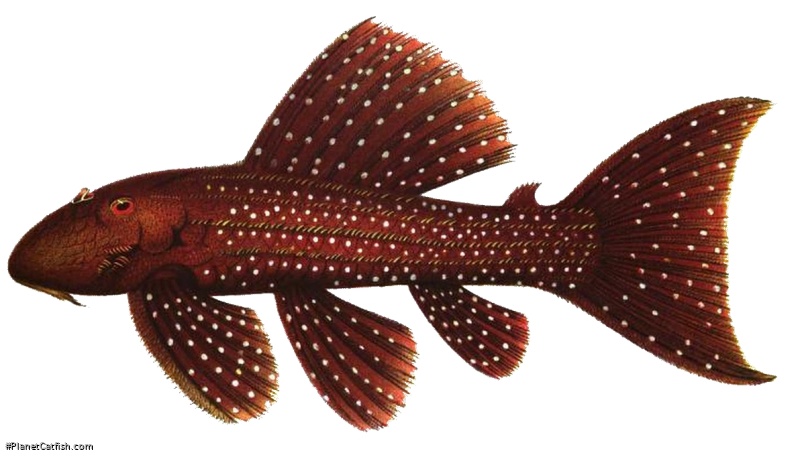 Pseudacanthicus serratus