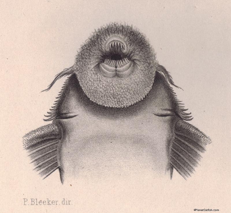 Pseudacanthicus serratus