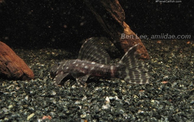 Pseudacanthicus sp. (L065)