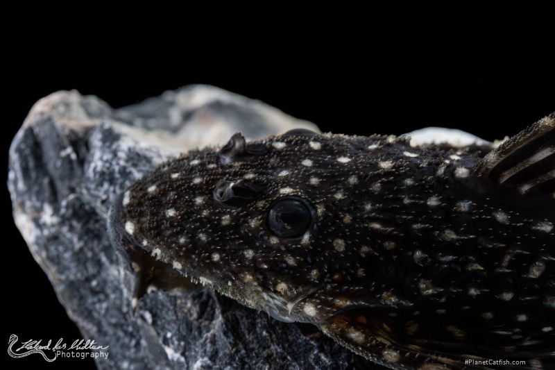 Pseudacanthicus sp. (L097)