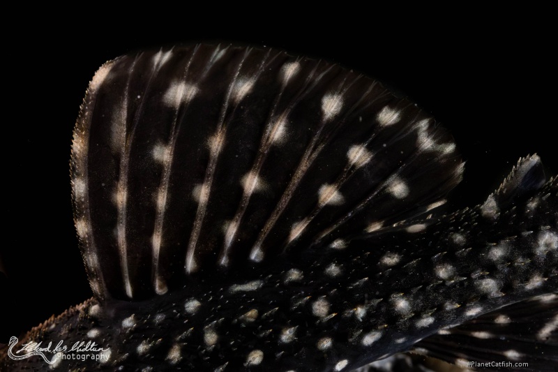Pseudacanthicus sp. (L097)