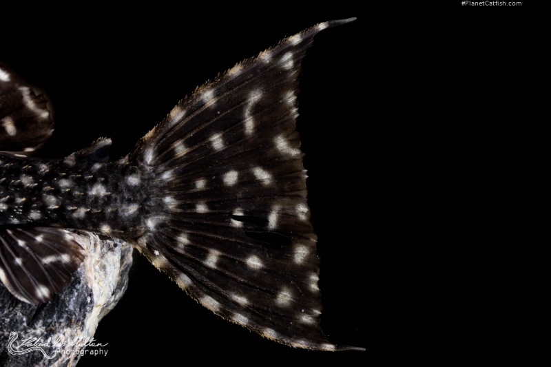 Pseudacanthicus sp. (L097)