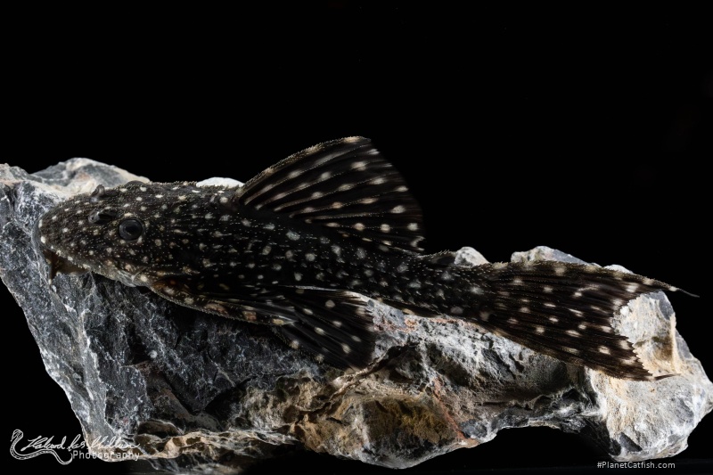 Pseudacanthicus sp. (L097)