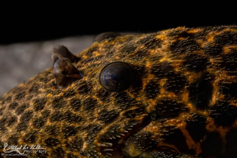 Pseudacanthicus sp. (L273)