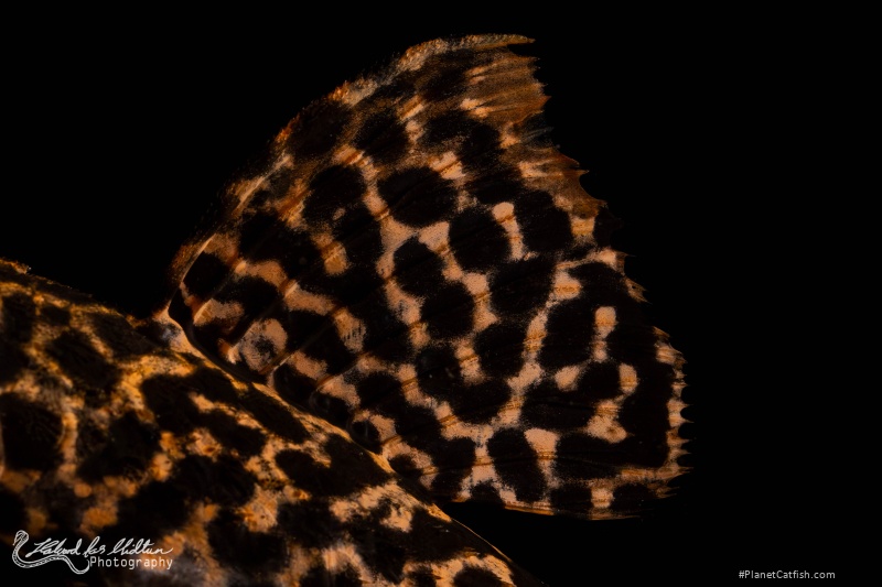 Pseudacanthicus sp. (L273)