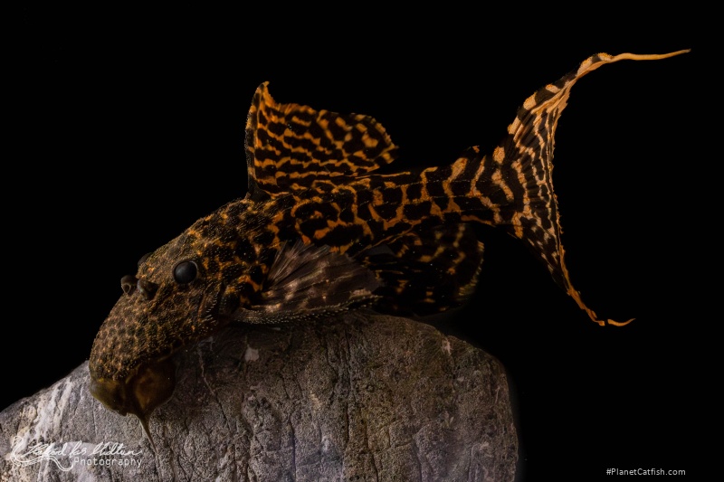 Pseudacanthicus sp. (L273)