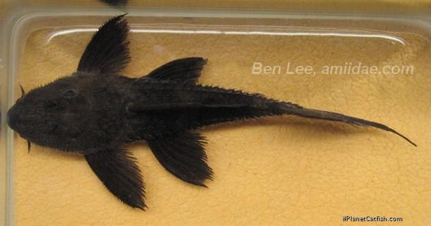 Pseudacanthicus sp. (L320)