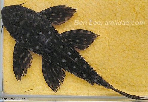 Pseudacanthicus sp. (L320)