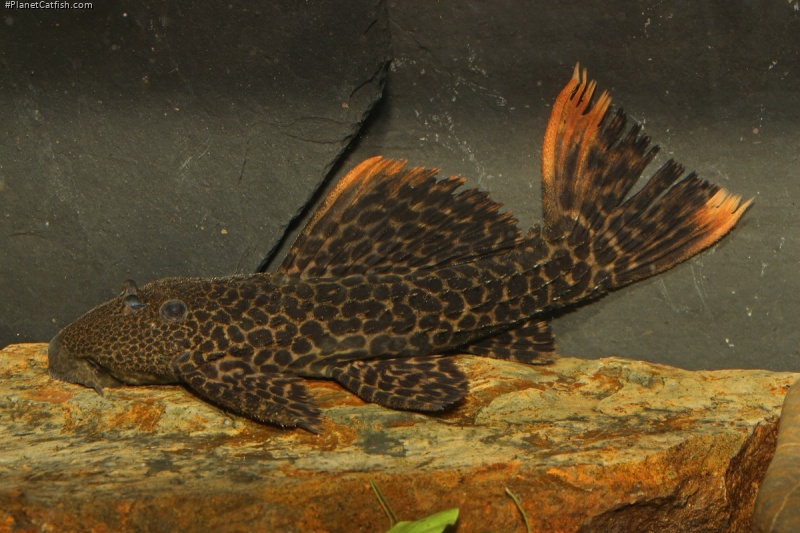 Pseudacanthicus sp. (L427)