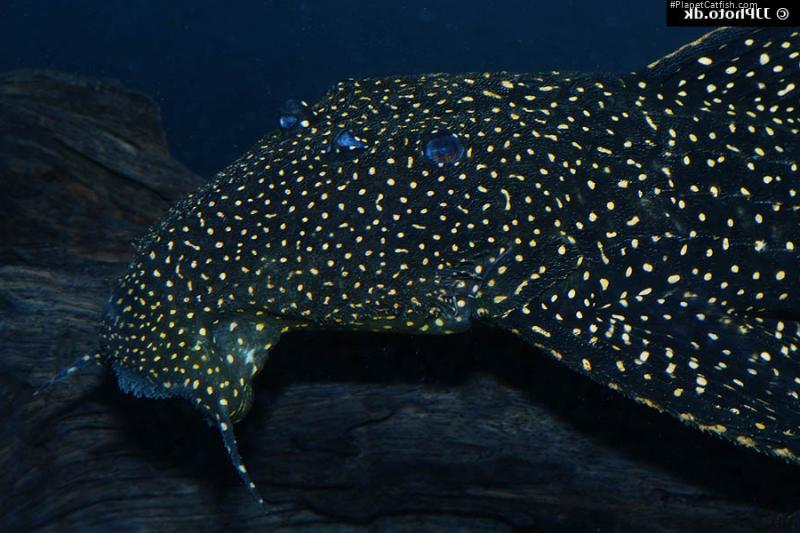 Pseudacanthicus sp. (LDA105)