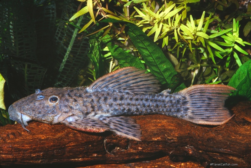 Pseudacanthicus spinosus