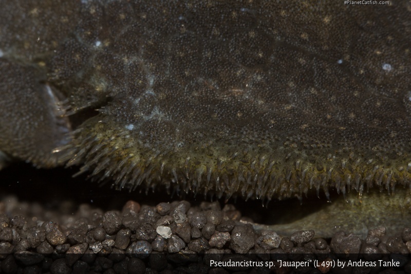 Pseudancistrus sp. (L491)