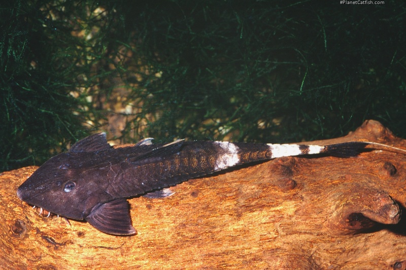 Pseudohemiodon aff. apithanos